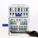 T12203-mouse-trap (5).webp